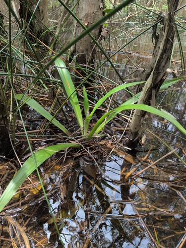 Crinum asiaticum observed 2026-10-27