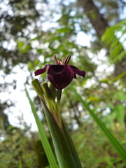 Tigridia multiflora