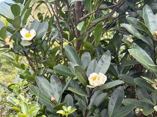 Gordonia observed 2026-10-25