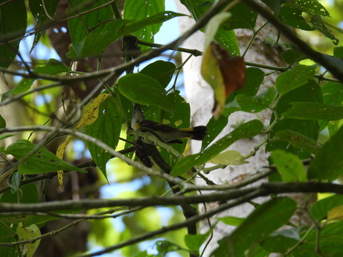 Setophaga ruticilla, 2026-10-26