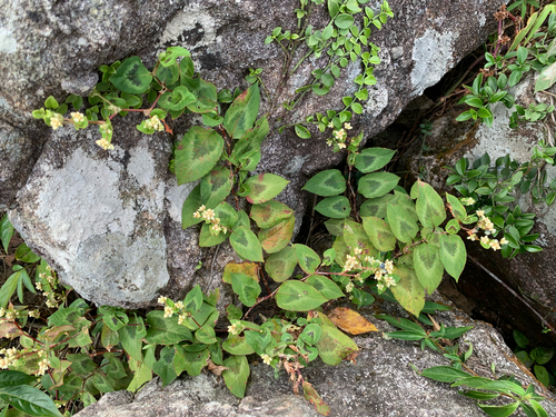Persicaria chinensis observed 2026-10-25