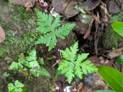 Doryopteris concolor observed 2026-10-24