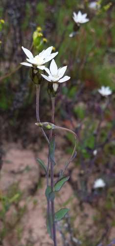 Image of Rhodanthe stricta by (c) Russell Best, some rights reserved (CC BY)