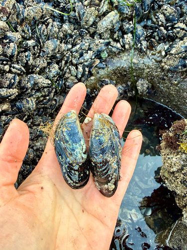Mytilus californianus observed 2026-10-23