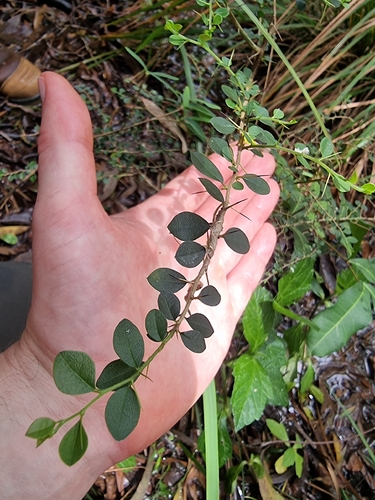 Maclura cochinchinensis observed 2026-10-27