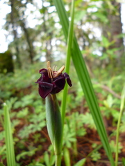 Tigridia multiflora