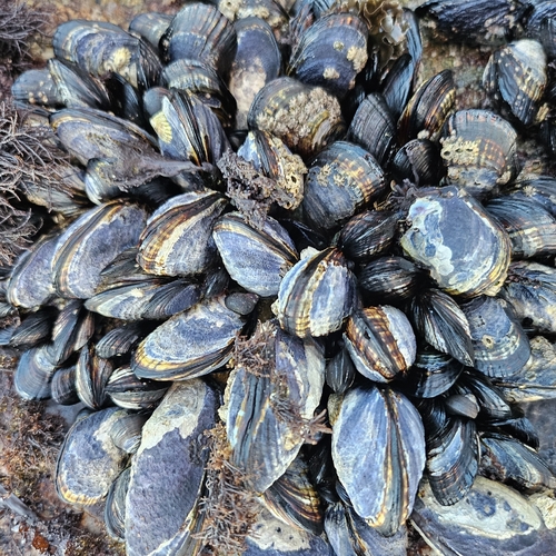 Mytilus californianus observed 2026-10-26