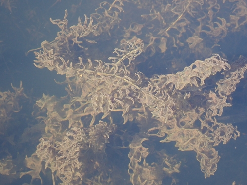 Hydrilla verticillata observed 2026-10-24
