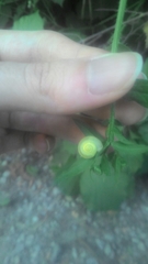 Fruticicola fruticum