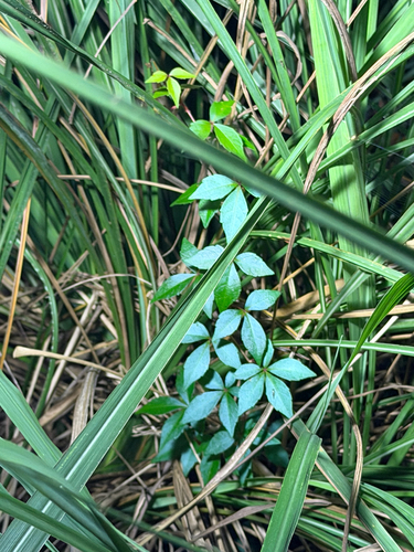 Parthenocissus, 2026-10-26