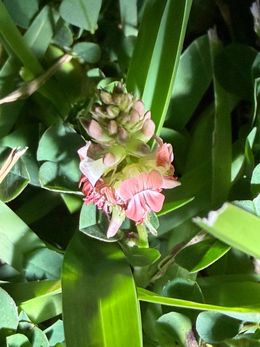 Indigofera spicata observed 2026-10-26