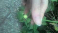 Fruticicola fruticum
