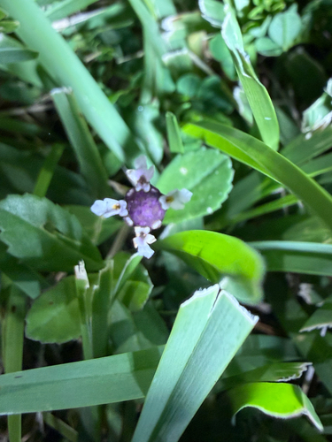 Phyla nodiflora observed 2026-10-26