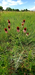 Echinacea atrorubens