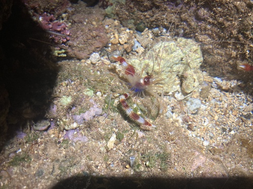 Stenopus hispidus observed 2026-10-25