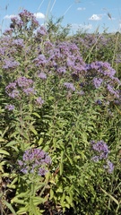 Chromolaena pulchella