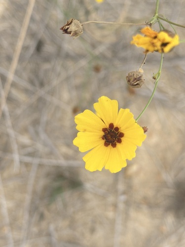 Coreopsis tinctoria observed 2026-10-26