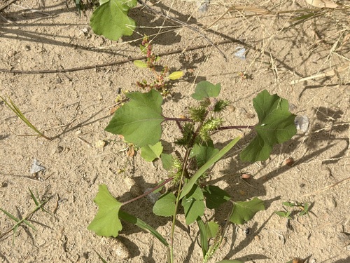 Xanthium occidentale observed 2026-10-26
