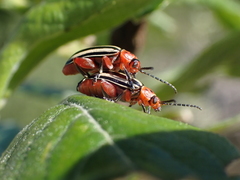 Disonycha latiovittata