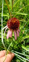 Echinacea atrorubens