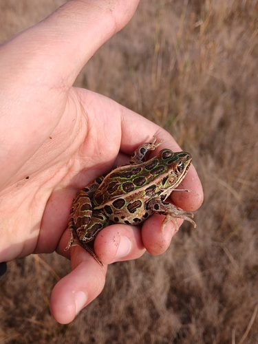Lithobates pipiens observed 2026-10-26