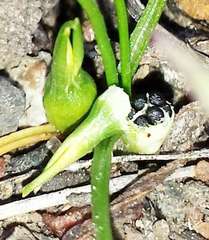 Pauridia glabella glabella