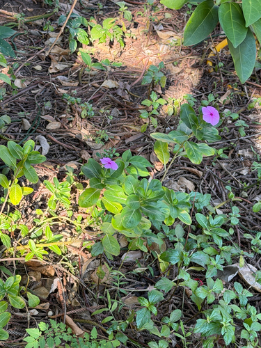 Catharanthus roseus observed 2026-10-27