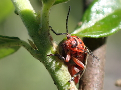 Disonycha latiovittata
