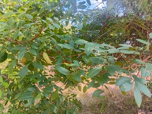 Schinus terebinthifolia observed 2026-10-27