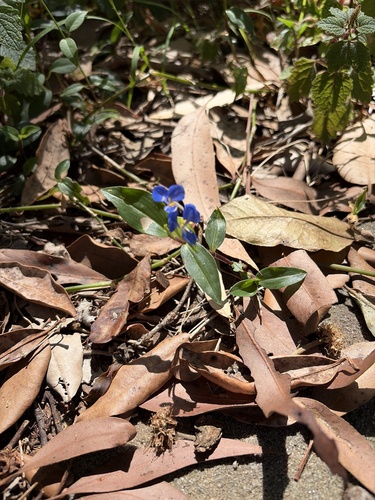 Commelina cyanea observed 2026-10-27