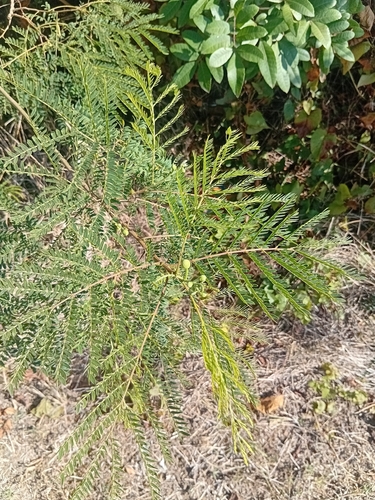 Leucaena leucocephala observed 2026-10-27