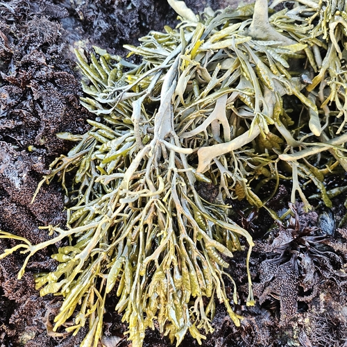 Pelvetia fastigiata observed 2026-10-26