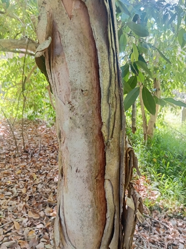 Melaleuca quinquenervia observed 2026-10-27