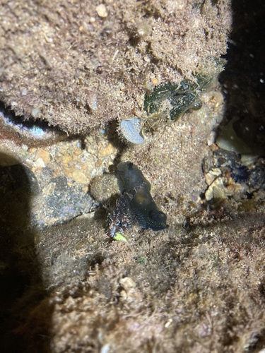 Dendrodoris nigra, 2026-10-25