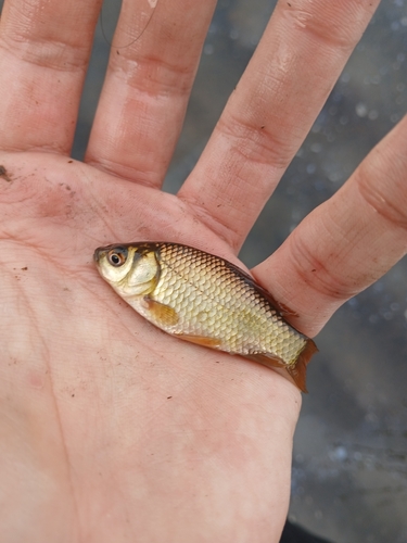 Carassius auratus observed 2026-10-26