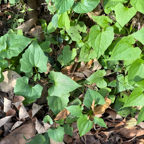 Mikania scandens observed 2026-10-26