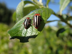 Disonycha latiovittata