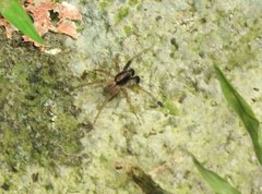 Pardosa pusiola