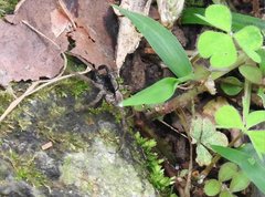 Pardosa pusiola