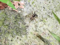 Pardosa pusiola