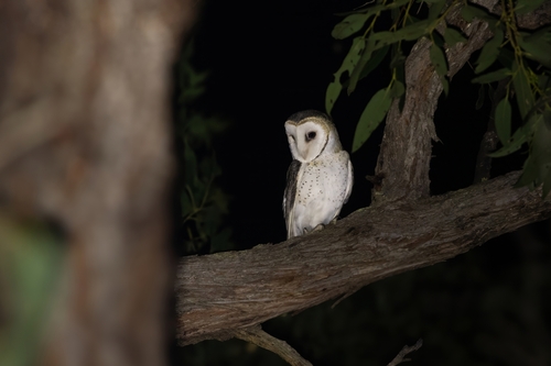 Tyto novaehollandiae, 2026-10-22