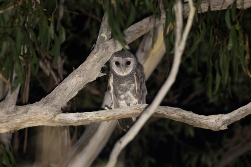Tyto tenebricosa, 2026-10-22