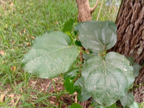 Piper insectifugum observed 2026-10-27