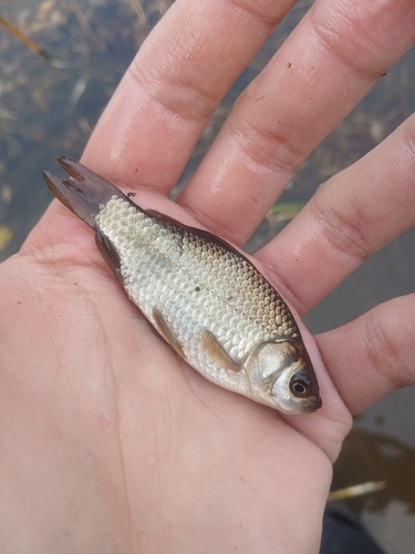 Carassius auratus observed 2026-10-26