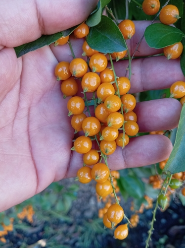 Duranta erecta observed 2026-10-26