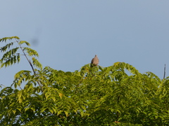Patagioenas plumbea