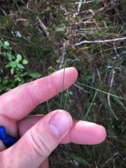 Netrostylis capillaris