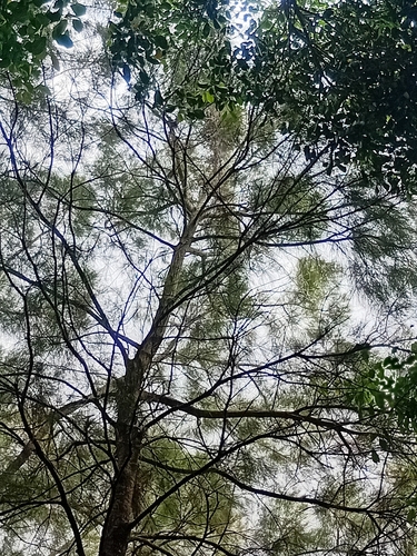 Casuarina collina observed 2026-10-27