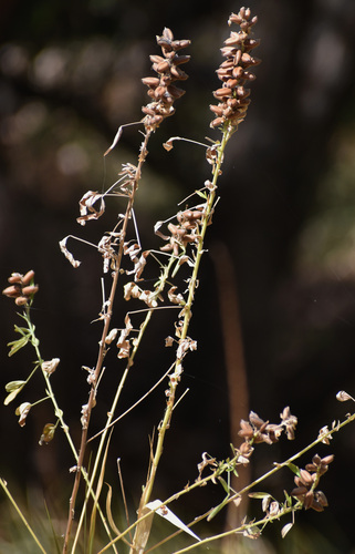 Crotalaria goreensis observed 2026-08-25