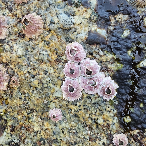 Tetraclita observed 2026-10-26